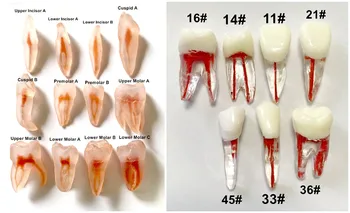 2 komada Model Zuba, Zubni Endo Datoteke Put Praksa Donji lijevi Korijenski Kanal Zuba Crvena Pulpa 3D Modeliranje Replika 3-Korijen Od 2-Korijen